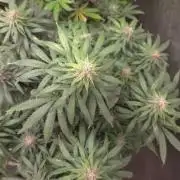 SPECIAL GROW CBD/THC