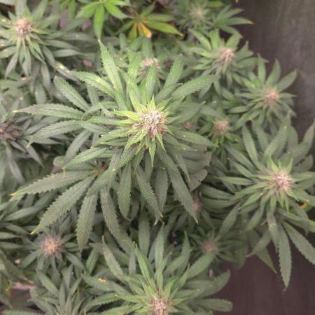SPECIAL GROW CBD/THC