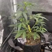 TRIPLE G AUTO