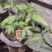 DOSIDOS AUTO