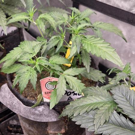 DOSIDOS AUTO