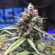 MIMOSA  AUTO