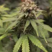 ORANGE 🍊 SHERBERT / FASTBUDS 420
