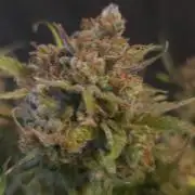 MOON ROCK  AUTO