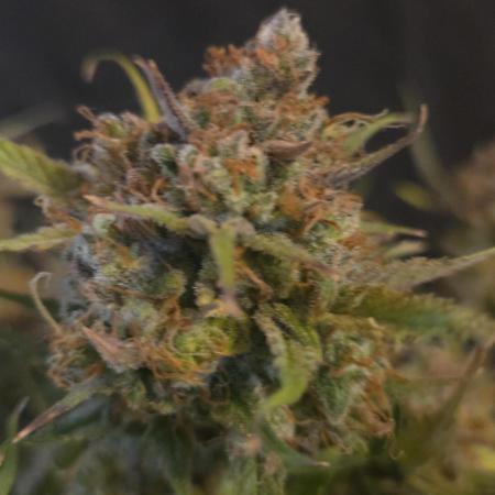 MOON ROCK  AUTO