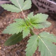 SKUNK #1 AUTOMAATIC