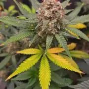 GODFATHER OG AUTO