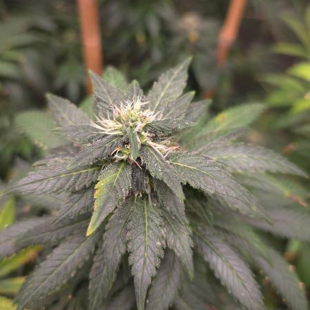 CANDY 🍫 / DIVINE SEEDS