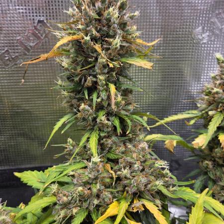BLUE CHEESE 🧀 AUTO