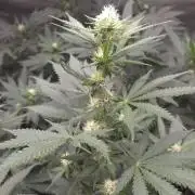 ORANGE 🍊 SHERBERT / FASTBUDS 420