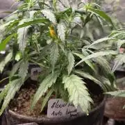 MOON ROCK  AUTO
