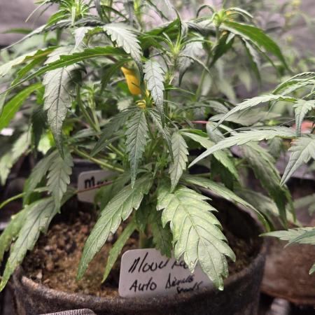 MOON ROCK AUTO