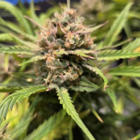 MOON ROCK  AUTO