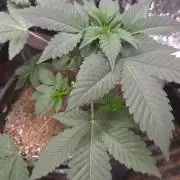 SKUNK #1 AUTOMAATIC