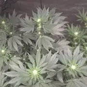 CANDY 🍫 / DIVINE SEEDS