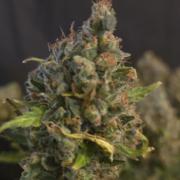 DOSIDOS AUTO
