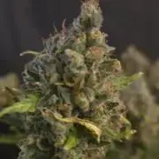 DOSIDOS AUTO