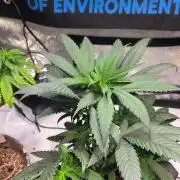 GOLOSA DELICIOUS SEED