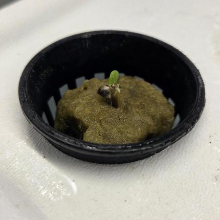 SKUNK #1 AUTOMAATIC