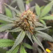GODFATHER OG AUTO