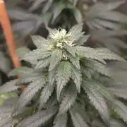 CANDY 🍫 / DIVINE SEEDS