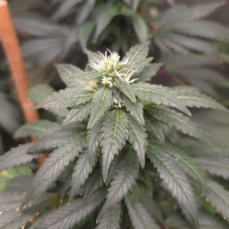 CANDY 🍫 / DIVINE SEEDS