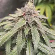 GG4 SHERBERT FF / FASTBUDS 420