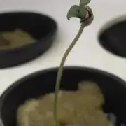 Grandpa Zombie 🧟‍♂️