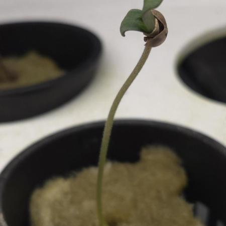 Grandpa Zombie 🧟‍♂️