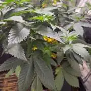 SKUNK #1 AUTOMAATIC