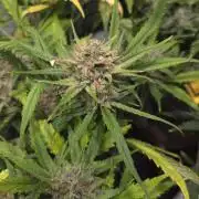 MOON ROCK  AUTO
