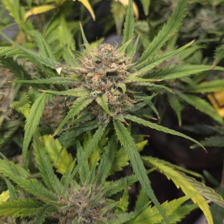 MOON ROCK  AUTO