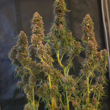 SPECIAL GROW CBD/THC