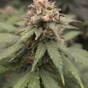 ORANGE 🍊 SHERBERT / FASTBUDS 420