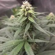 SPECIAL GROW CBD/THC