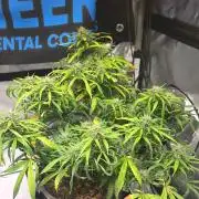 AUTO BLACK OPIUM
