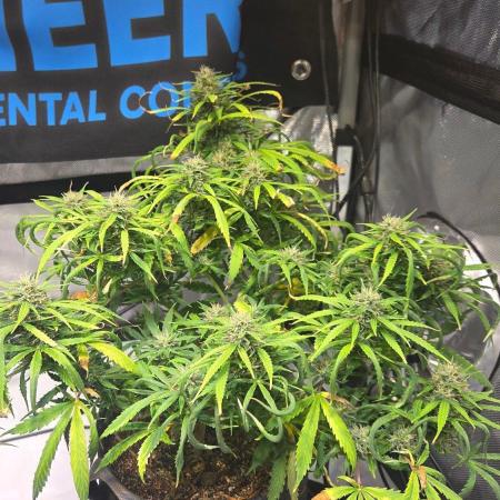 AUTO BLACK OPIUM