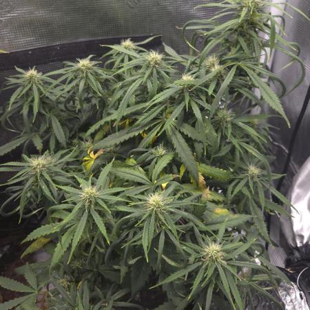 AUTO BLACK OPIUM