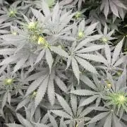 ORANGE 🍊 SHERBERT / FASTBUDS 420