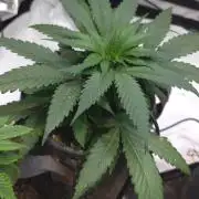 GOLOSA DELICIOUS SEED