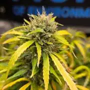 AUTO BLACK OPIUM