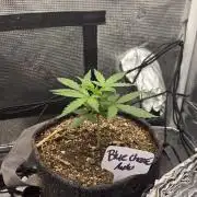 BLUE CHEESE 🧀 AUTO