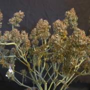 MIMOSA  AUTO
