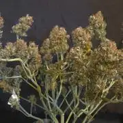 MIMOSA  AUTO