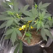 GODFATHER OG AUTO
