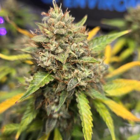 MIMOSA  AUTO