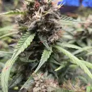 MIMOSA  AUTO