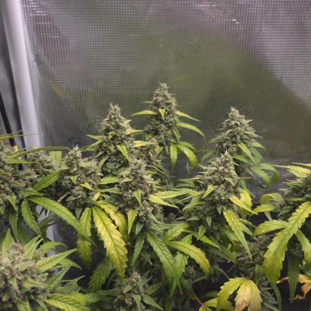 TRIPLE G AUTO