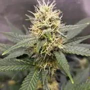 GODFATHER OG AUTO