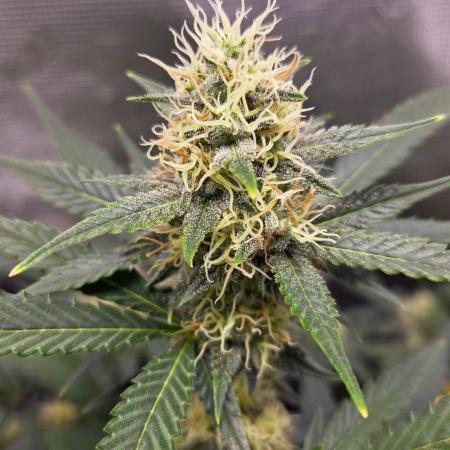 GODFATHER OG AUTO